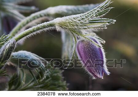 Pasque Flower blooms in the garden; Oregon, United States of America View Large Photo Image Stock Photo - Pasque Flower blooms in the garden; Oregon, United States of America. Fotosearch