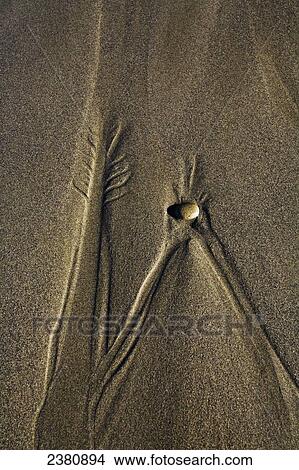 Patterns formed by outgoing water in sand on Olympic Peninsula Beach; Washington, United States of America View Large Photo Image Picture - Patterns formed by outgoing water in sand on Olympic Peninsula Beach; Washington, United States of America. Fotosearch