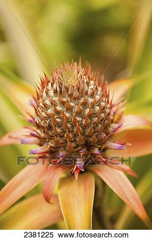 Pineapple in the early stage of blooming; Maui, Hawaii, United States of America View Large Photo Image Stock Photography - Pineapple in the early stage of blooming; Maui, Hawaii, United States of America. Fotosearch