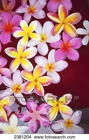 Picture - Pink Plumerias (frangipanis) floating in water; Maui, Hawaii, United States of America. Fotosearch