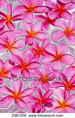 Pink Plumerias (frangipanis) floating in water; Maui, Hawaii, United States of America View Large Photo Image Stock Image - Pink Plumerias (frangipanis) floating in water; Maui, Hawaii, United States of America. Fotosearch
