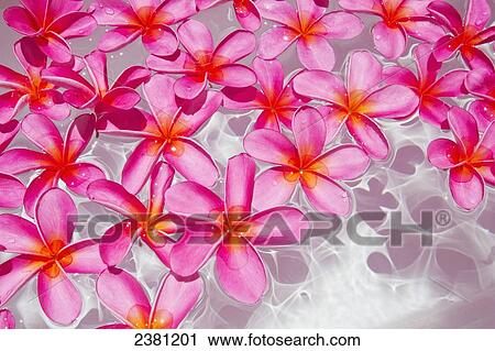 Stock Image - Pink Plumerias (frangipanis) floating in water; Maui, Hawaii, United States of America. Fotosearch