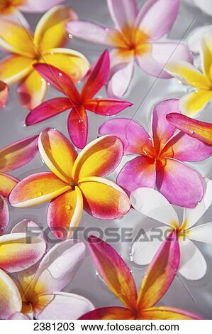 Stock Image - Pink Plumerias (frangipanis) floating in water; Maui, Hawaii, United States of America. Fotosearch