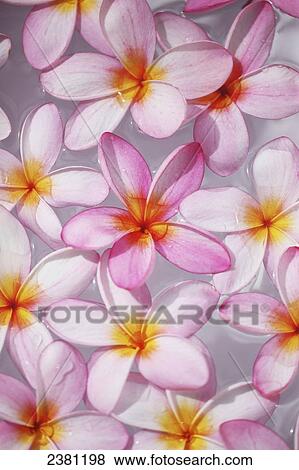 Stock Photo - Pink Plumerias (frangipanis) floating in water; Maui, Hawaii, United States of America. Fotosearch