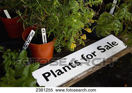 Plants for sale, Milton Lodge Gardens; Wells, Somerset, England View Large Photo Image Stock Photography - Plants for sale, Milton Lodge Gardens; Wells, Somerset, England. Fotosearch