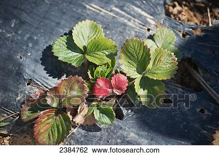 Stock Image - Plants grown on plastic in a field on a farm; Sparks, Maryland, United States of America. Fotosearch