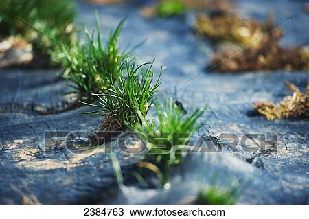 Plants grown on plastic in a field on a farm; Sparks, Maryland, United States of America View Large Photo Image Stock Image - Plants grown on plastic in a field on a farm; Sparks, Maryland, United States of America. Fotosearch
