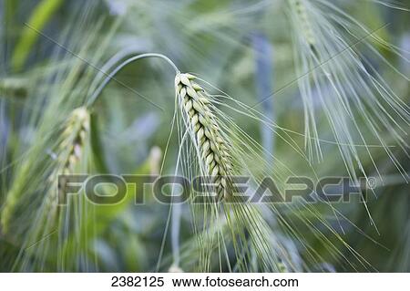 Plump barley head; Palmer, Alaska, United States of America View Large Photo Image Stock Photography - Plump barley head; Palmer, Alaska, United States of America. Fotosearch