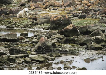 Stock Photography - Polar bear cub (ursus maritimus) sitting on the tidal flats of Hudson Bay, near Seal River; Manitoba, Canada. Fotosearch