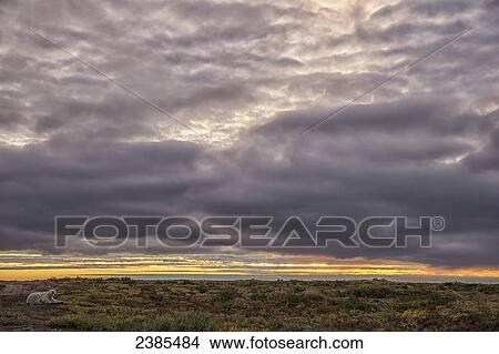 Polar bear laying on the ground as the sun sets along the coast of Hudson Bay; Manitoba, Canada View Large Photo Image Picture - Polar bear laying on the ground as the sun sets along the coast of Hudson Bay; Manitoba, Canada. Fotosearch