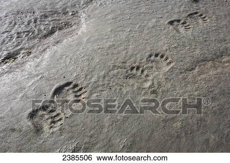 Stock Photograph - Polar Bear paw prints in the mud, Hudson Bay; Manitoba, Canada. Fotosearch