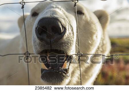 Polar bear (ursus maritimus) chewing on a fence near Churchill; Manitoba, Canada View Large Photo Image Stock Image - Polar bear (ursus maritimus) chewing on a fence near Churchill; Manitoba, Canada. Fotosearch