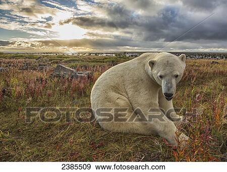 Stock Photo - Polar bear (Ursus maritimus) sitting in the grass along the shorline of Hudson Bay; Manitoba, Canada. Fotosearch