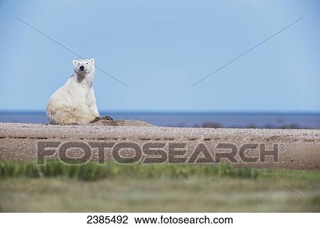 Stock Image - Polar bear (ursus maritimus) sitting down in the sand, Hudson Bay; Manitoba, Canada. Fotosearch