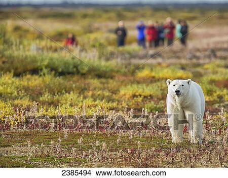 Polar bear (ursus maritimus) standing in front of a group of people near Seal River Lodge on the shore of Hudson Bay; Manitoba, Canada View Large Photo Image Picture - Polar bear (ursus maritimus) standing in front of a group of people near Seal River Lodge on the shore of Hudson Bay; Manitoba, Canada. Fotosearch