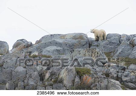 Polar bear (ursus maritimus) standing on the smooth rocks along the shores of Hudson Bay; Manitoba, Canada View Large Photo Image Stock Photograph - Polar bear (ursus maritimus) standing on the smooth rocks along the shores of Hudson Bay; Manitoba, Canada. Fotosearch