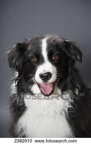 Stock Image - Portrait of a black and white dog against a grey background; Alberta, Canada. Fotosearch
