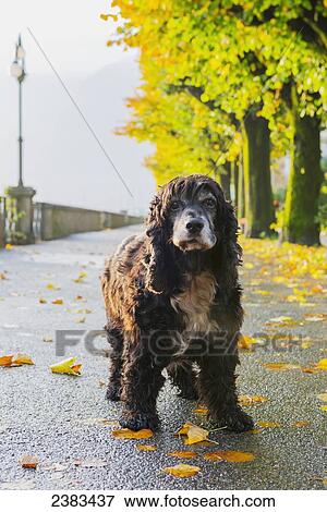 Portrait of a dog standing on a wet path in autumn; Locarno, Ticino, Switzerland View Large Photo Image Stock Photo - Portrait of a dog standing on a wet path in autumn; Locarno, Ticino, Switzerland. Fotosearch