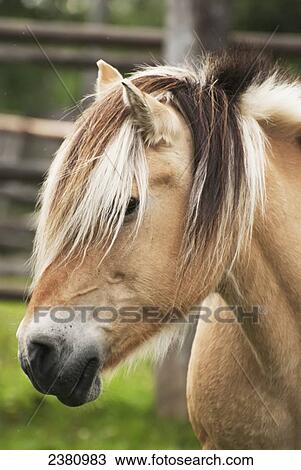 Portrait of a horse; Alberta, Canada View Large Photo Image Stock Image - Portrait of a horse; Alberta, Canada. Fotosearch