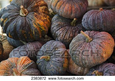 Pumpkins for sale at a market; Thaton, Chiang Rai, Thailand View Large Photo Image Stock Image - Pumpkins for sale at a market; Thaton, Chiang Rai, Thailand. Fotosearch