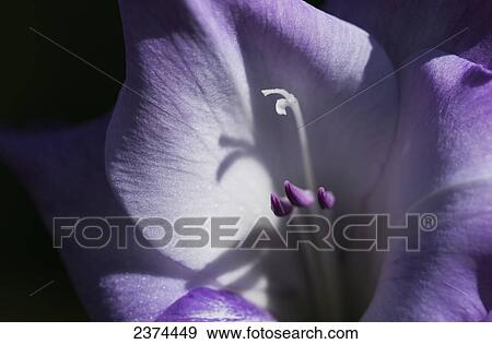Purple gladiolus; Astoria, Oregon, United States of America View Large Photo Image Stock Photo - Purple gladiolus; Astoria, Oregon, United States of America. Fotosearch