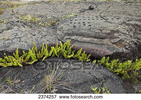 Pu'u Loa Petroglyphs; Big Island, Hawaii, United States of America View Large Photo Image Stock Photo - Pu'u Loa Petroglyphs; Big Island, Hawaii, United States of America. Fotosearch