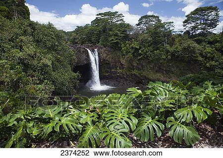 Rainbow Falls; Island of Hawaii, United States of America View Large Photo Image Stock Image - Rainbow Falls; Island of Hawaii, United States of America. Fotosearch