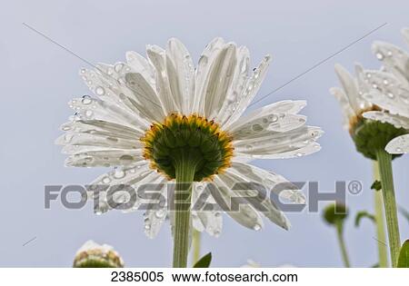 Raindrops cling to daisy petals; Astoria, Oregon, United States of America View Large Photo Image Stock Photography - Raindrops cling to daisy petals; Astoria, Oregon, United States of America. Fotosearch