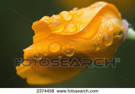 Raindrops gather on a California Poppy (Eschscholzia californica); Astoria, Oregon, United States of America View Large Photo Image Stock Photo - Raindrops gather on a California Poppy (Eschscholzia californica); Astoria, Oregon, United States of America. Fotosearch