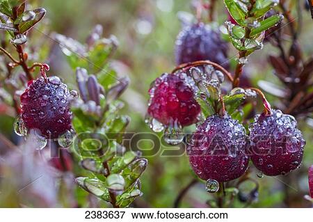 Raindrops on cranberries; Ontario, Canada View Large Photo Image Stock Photo - Raindrops on cranberries; Ontario, Canada. Fotosearch