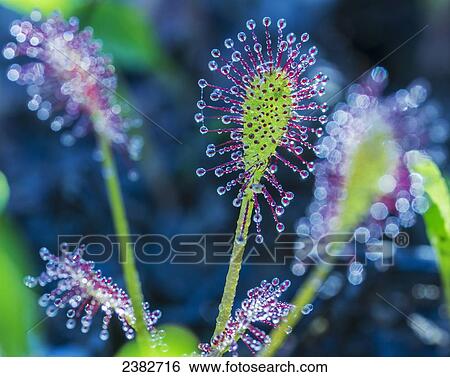 Raindrops on the tips of a unique plant; Field, Ontario, Canada View Large Photo Image Stock Photograph - Raindrops on the tips of a unique plant; Field, Ontario, Canada. Fotosearch