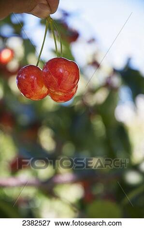 Ranier cherries are ripe and delicious in the Okanagan; British Columbia, Canada View Large Photo Image Stock Photo - Ranier cherries are ripe and delicious in the Okanagan; British Columbia, Canada. Fotosearch