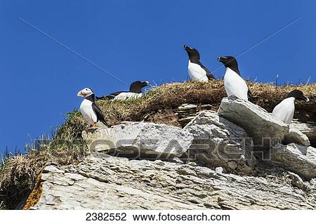 Stock Image - Razorbill (Alca torda) and Atlantic Puffin (Fratercula arctica) at Ile aux Perroquets, Mingan Archipelago National Park Reserve of Canada, Cote-Nord, Duplessis region; Quebec, Canada. Fotosearch