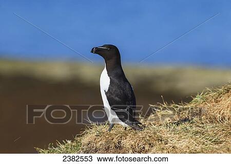 Razorbill (Alca torda) at Ile aux Perroquets, Mingan Archipelago National Park Reserve of Canada, Cote-Nord, Duplessis region; Quebec, Canada View Large Photo Image Stock Image - Razorbill (Alca torda) at Ile aux Perroquets, Mingan Archipelago National Park Reserve of Canada, Cote-Nord, Duplessis region; Quebec, Canada. Fotosearch