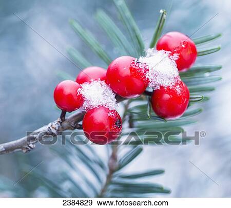 Stock Photo - Red berries on a shrub with a trace of snow; Ontario, Canada. Fotosearch