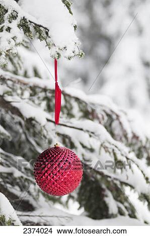 Picture - Red christmas decoration hanging on a snowy tree in winter; British Columbia, Canada. Fotosearch