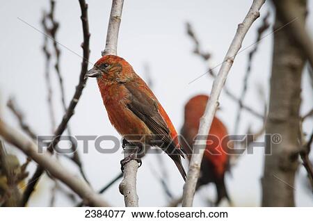 Red Crossbills perch in a willow; Astoria, Oregon, United States of America View Large Photo Image Stock Photo - Red Crossbills perch in a willow; Astoria, Oregon, United States of America. Fotosearch