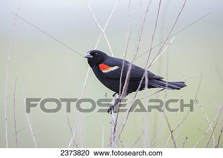 Stock Image - Red-winged Blackbird (Agelaius phoeniceus), Grasslands National Park; Saskatchewan, Canada. Fotosearch
