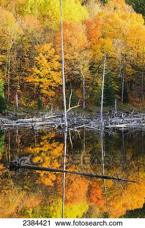 Reflection of autumn colours; Blanche, Outaouais region, Quebec, Canada View Large Photo Image Stock Image - Reflection of autumn colours; Blanche, Outaouais region, Quebec, Canada. Fotosearch