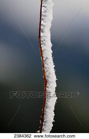 Stock Image - Rime on a stem; Washington, United States of America. Fotosearch