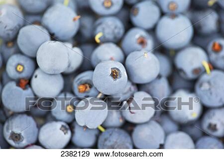 Stock Photo - Ripe blueberries, Denali National Park; Alaska, United States of America. Fotosearch