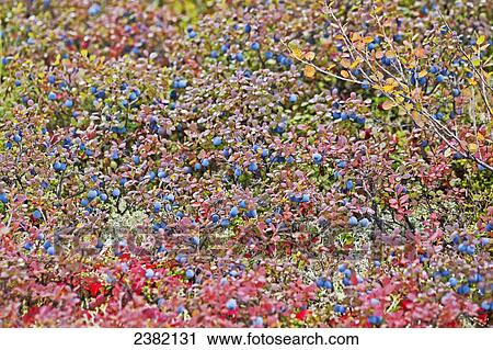 Stock Image - Ripe blueberries on bushes in Denali National Park; Alaska, United States of America. Fotosearch