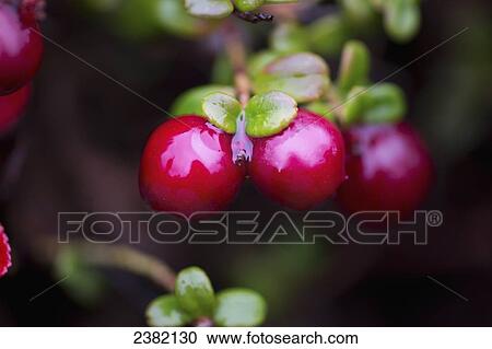 Ripe cranberries, Denali National Park; Alaska, United States of America View Large Photo Image Stock Image - Ripe cranberries, Denali National Park; Alaska, United States of America. Fotosearch