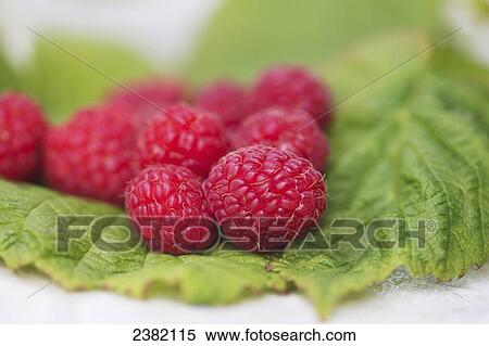 Stock Photography - Ripened raspberries fresh picked; Palmer, Alaska, United States of America. Fotosearch