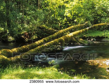Stock Photography - Rock Creek flows through Siuslaw National Forest; Florence, Oregon, United States of America. Fotosearch