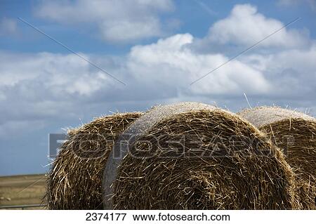 Round hay bales in a field; Northumberland, England View Large Photo Image Stock Photo - Round hay bales in a field; Northumberland, England. Fotosearch