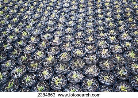 Stock Image - Rows of plants in a greenhouse in a nursery; Salisbury, Maryland, United States of America. Fotosearch