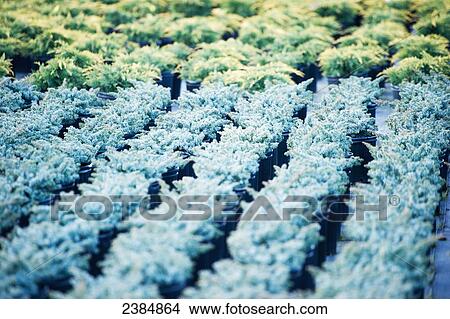 Rows of plants in a greenhouse nursery; Salisbury, Maryland, United States of America View Large Photo Image Picture - Rows of plants in a greenhouse nursery; Salisbury, Maryland, United States of America. Fotosearch
