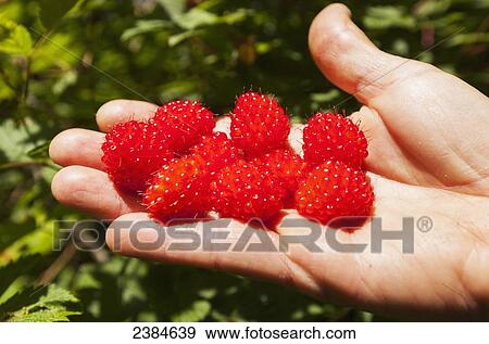 Rubus spectabilis (Salmonberry) is a species of Rubus native to the west coast of North America from west central Alaska to California; British Columbia, Canada View Large Photo Image Stock Photo - Rubus spectabilis (Salmonberry) is a species of Rubus native to the west coast of North America from west central Alaska to California; British Columbia, Canada. Fotosearch