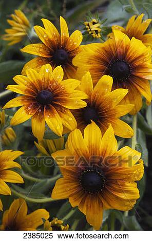 Stock Photography - Rudbeckia blooms in a garden; Astoria, Oregon, United States of America. Fotosearch